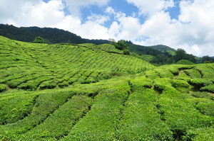 Cameron Highlands, Malezja - 04.2011