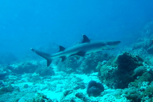 Podwodny świat Celebesu, Indonezja - 06.2011