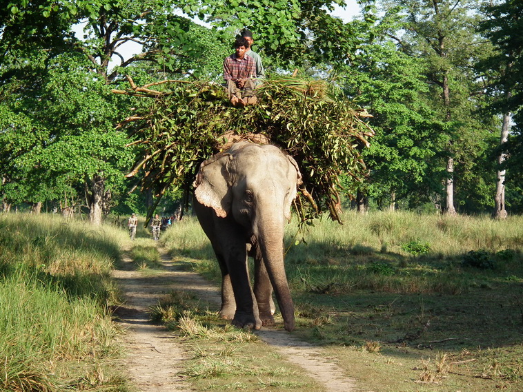 Udomowiony słoń w Parku Narodowym Bardia
