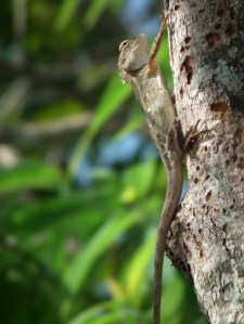 Jaszczurka w Parku Narodowym Bardia