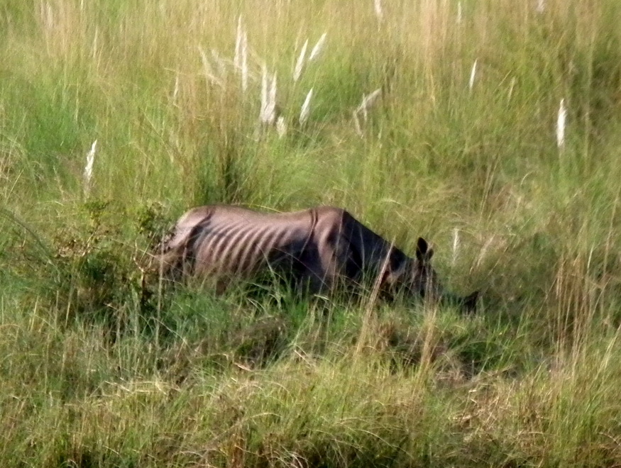 Nosorożec w Parku Narodowym Bardia
