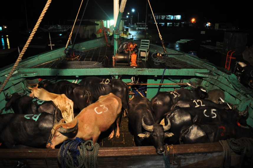 Prom towarowy z El Nido do Coron - ładunek zwierzęcy