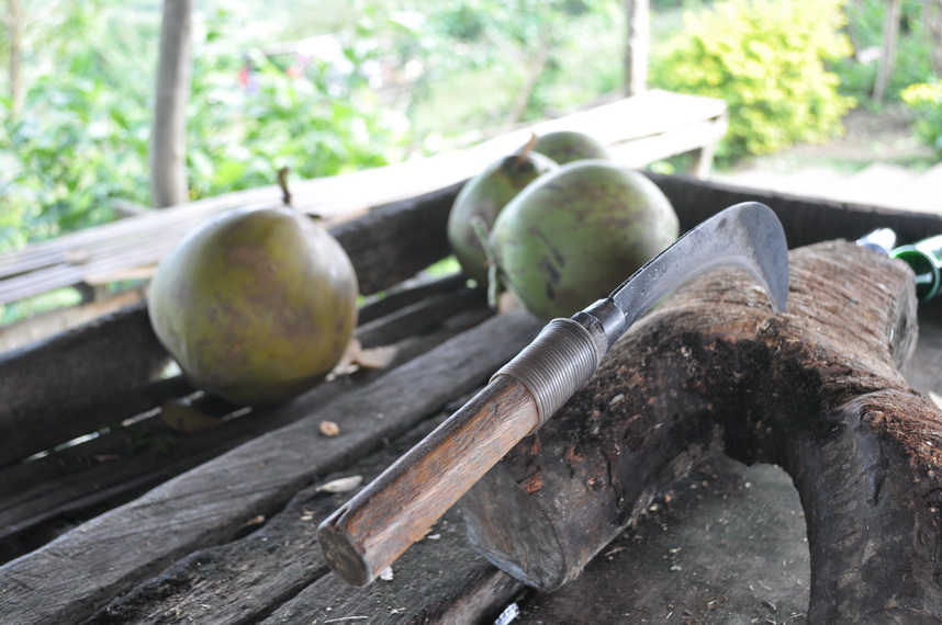 a na szczycie czekają świeże kokosy