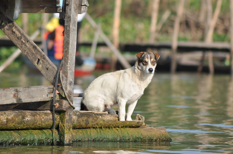 pieskie życie na wodzie