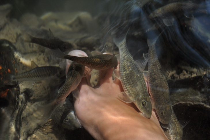 "Za te wszystkie wigilijne karpie..."