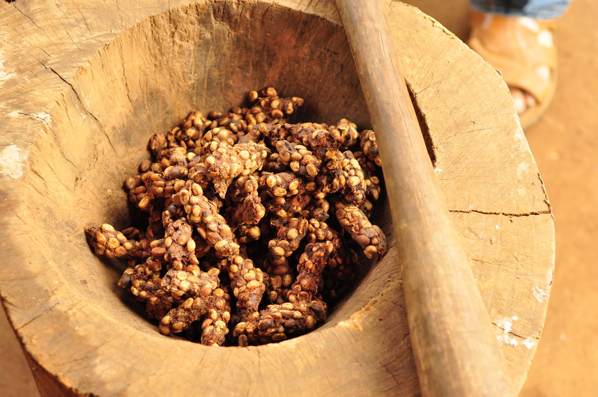 Najdroższa kawa na świecie przed przetworzeniem