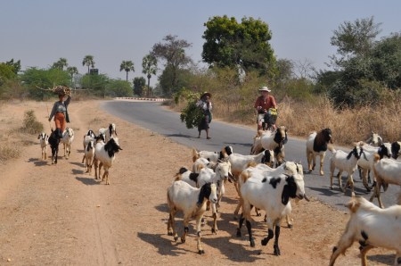W bardziej odległych częściach Bagan pasterskie życie biegnie spokojnie w cieniu majestatycznych świątyń