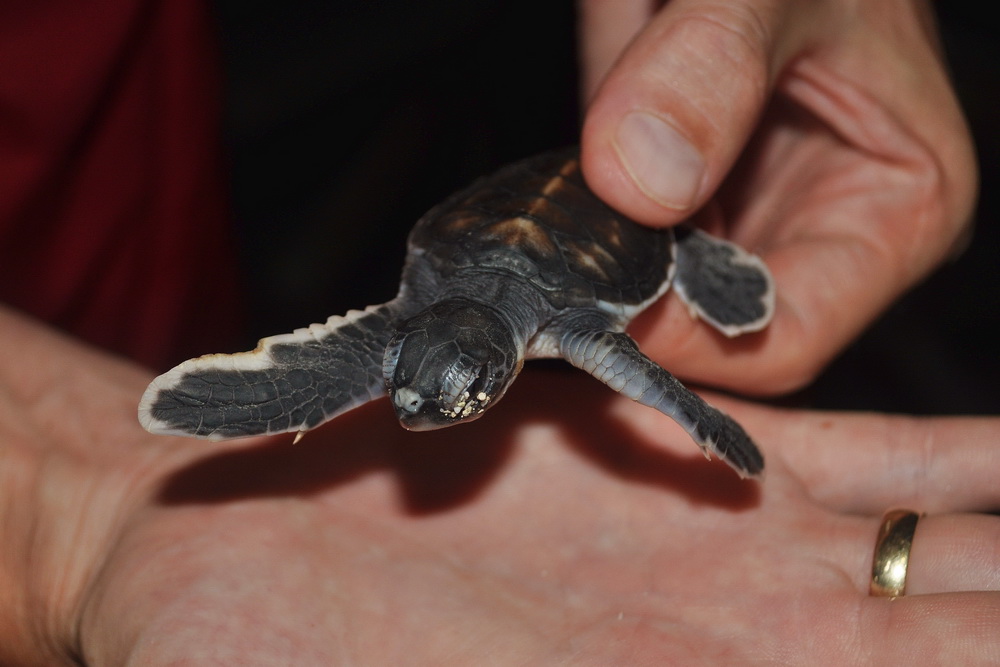 Przy odrobinie szczescia noca mozna trafic na wykluwajace sie zolwiki i eskortowac je w drodze do morza
