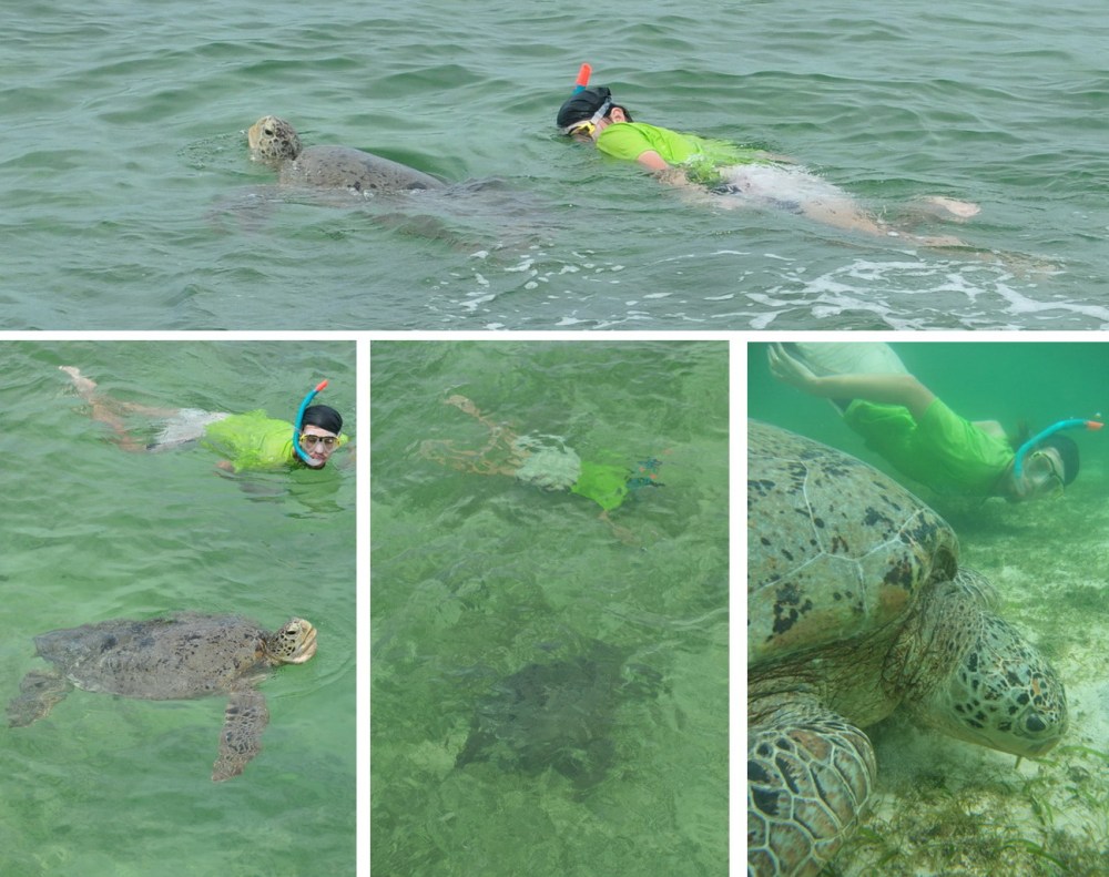 Żółwie przed śniadaniem, żółwie po obiedzie, a nawet żółwie w nocy. Po prostu Derawan