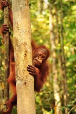 Będą tu dla mnie jakieś banany?