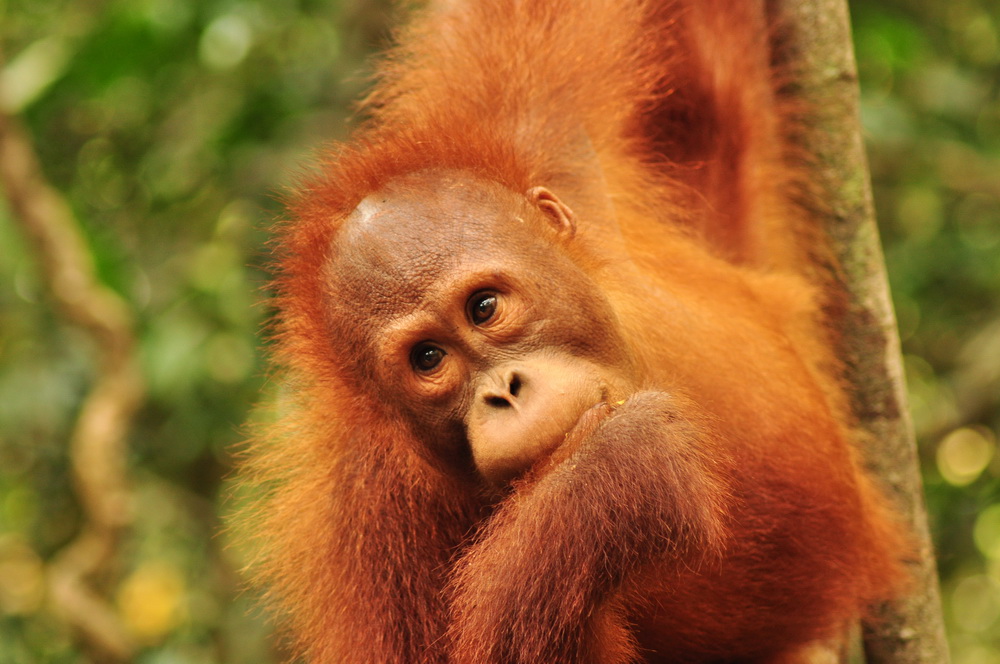 Baka - ciekawski psotnik