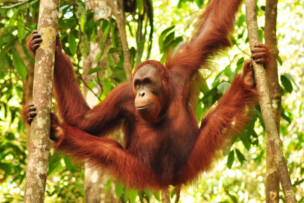 orangutan borneo semenggoh malaysia female