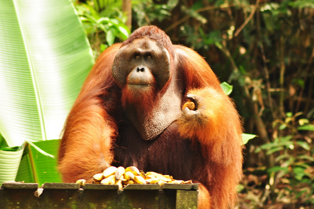 Ritchie - samiec alfa. Rocznik '82, koleś przy masie, szelmowska bródka i przenikliwe spojrzenie. Czy kogoś Wam to nie przypomina??