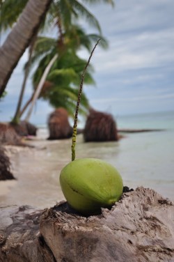 Kilka drobnych skaleczen, zastrzyk adrenaliny na 8 metrach i oto jest - pierwszy osobiście zerwany kokos