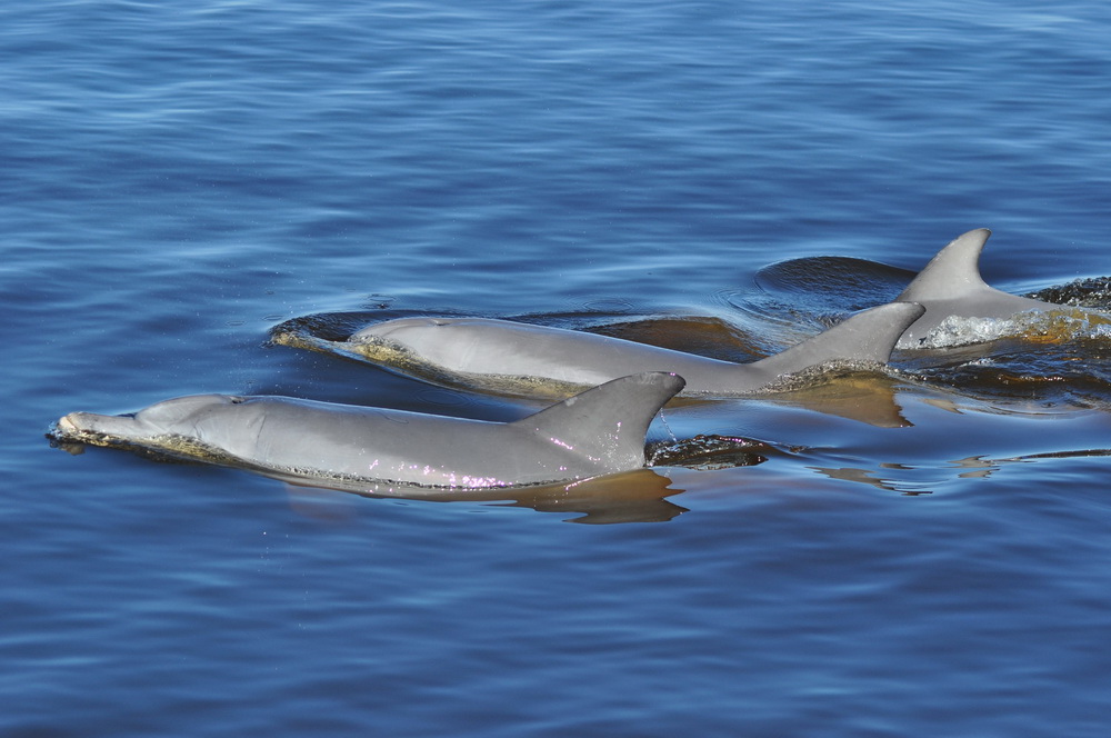 Z okazji naszego przybycia, do centrum Perth przypłynęły nawet dzikie delfiny
