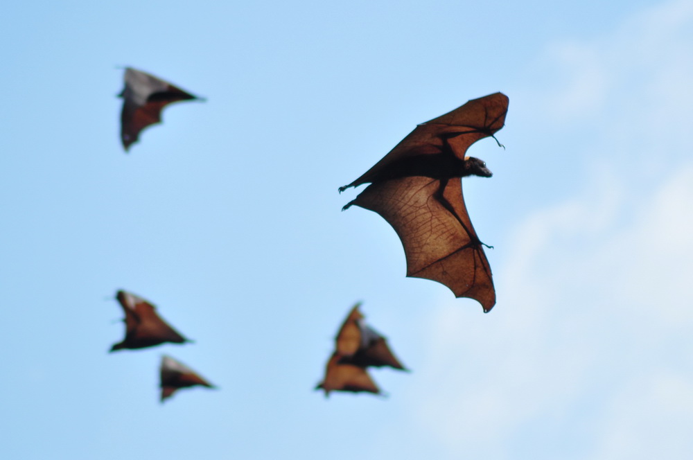 a ja sem netoperek, giganticnyj netoperek