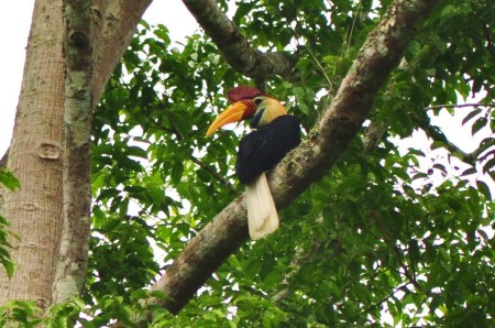 Ponad metrowe tukany z mieszkańcami północnego Celebesu żyją za pan brat. I nie potrzeba do tego nawet Parku Narodowego