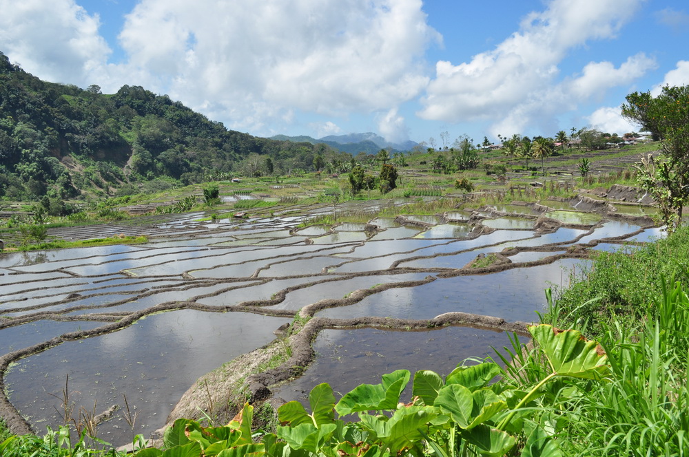 Tarasy ryżowe Floresu, obok tych na Bali, są chyba najpiękniejsze w całej Indonezji