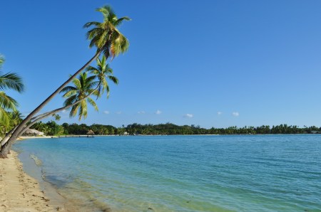 Dyktatura pod palmami