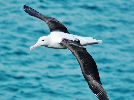 Albatros nad Otago