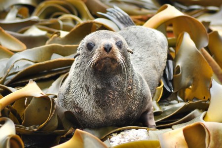 Foki i lwy morskie na każdym kroku na Wyspie Południowej