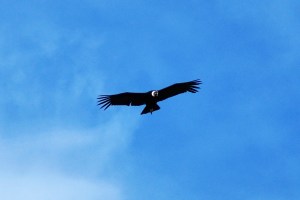 A gdy czekasz na stopa na patagońskiej drodze więcej niż 6 godzin, zaczynają nad Tobą krążyć kondory. Normalnie jak sępy na starych westernach.