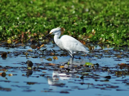 Czaple białe, czarne, niebieskie, jabiru, skrzydłoszpony i setki gatunków innego ptactwa zapewnią ornitologiczne katharsis