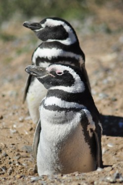 Czciciele słońca udowadniają, że Półwysep Valdez to nie tylko orki i lwy morskie