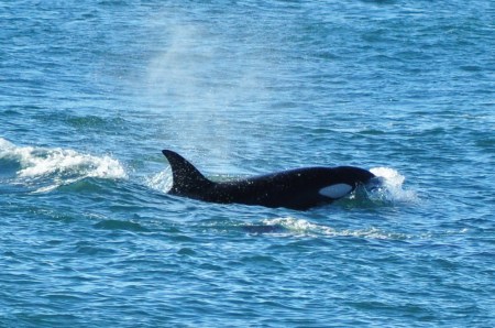 Dziesięciometrowa ośmiotonowa ciężarówka, czyli mniej więcej wielkości małego TIRa albo "naszego" jachtu, na którym przemierzaliśmy Pacyfik. Tu przygotowuje się do ataku