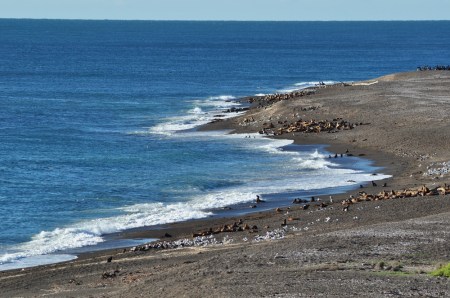 Gdy przychodzi przypływ pełne strachu lwy morskie wylegają na brzeg, by przeczekać ataki orek. Jedynie niektóre maluchy nie nauczyły się jeszcze tej najważniejszej lekcji życia