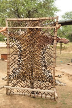 Jaguar - najszlachetniejszy ssak Ameryki Południowej, tu niestety w wersji wyprawionej