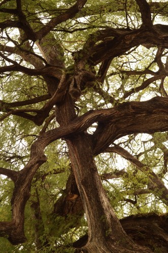 Gdzie góra, a gdzie dół? Kto pierwszy do słońca!